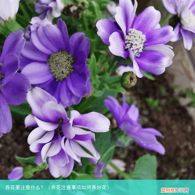 养花注意事项如何养好花 养花要注意什么?