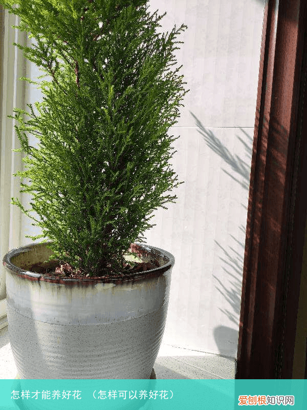 怎样可以养好花 怎样才能养好花