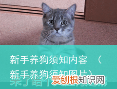 新手养狗须知图片 新手养狗须知内容