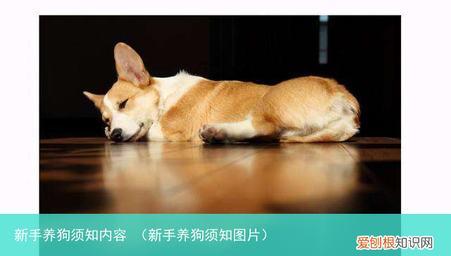 新手养狗须知图片 新手养狗须知内容