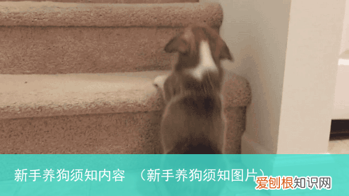 新手养狗须知图片 新手养狗须知内容