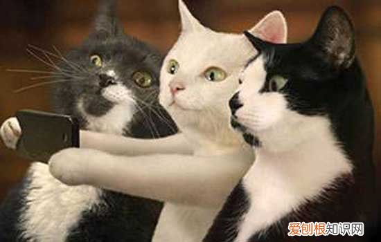 被猫抓了要打针吗,被猫抓破皮要打针吗,被猫抓伤出血要打针吗,被猫抓了一破皮要打针吗