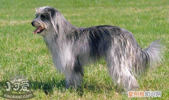 比利牛斯牧羊犬大小便怎么训练,大小便训练方法,狗狗大小便怎么训练