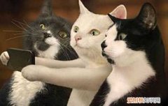 猫抓病的症状图片,猫抓病的症状,猫抓病症状，猫抓病是什么样的