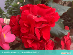 春天唤醒的植物叫什么 春天唤醒的植物有什么