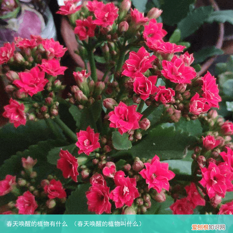 春天唤醒的植物叫什么 春天唤醒的植物有什么
