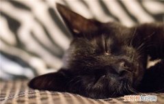 猫咪胃炎是怎么得的,猫咪胃炎是什么症状,猫咪胃炎怎么治疗，猫咪胃炎是怎么引起的