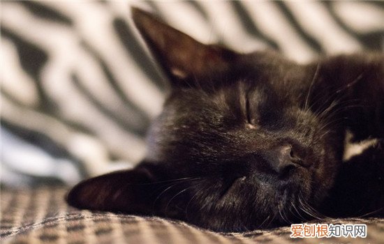 猫咪胃炎是怎么得的,猫咪胃炎是什么症状,猫咪胃炎怎么治疗，猫咪胃炎是怎么引起的