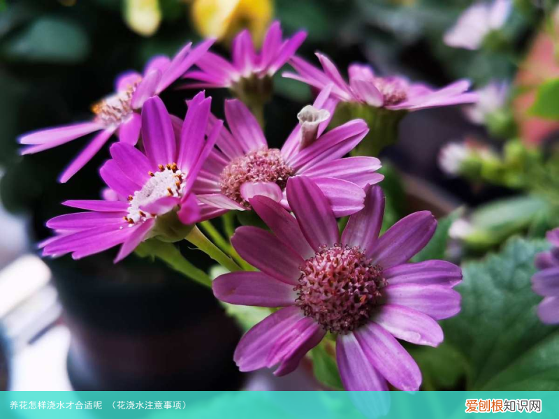 花浇水注意事项 养花怎样浇水才合适呢