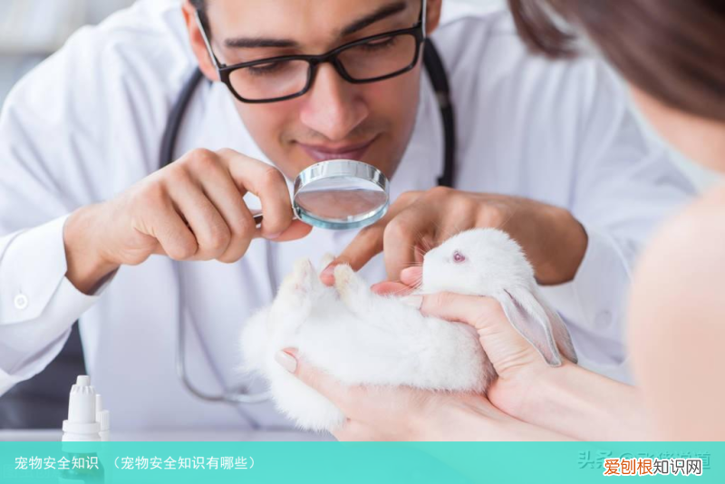 宠物安全知识有哪些 宠物安全知识