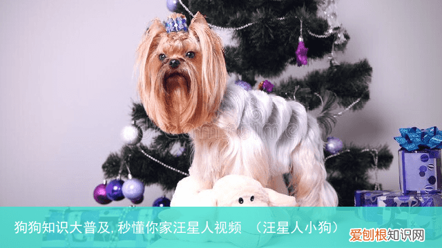 汪星人小狗 狗狗知识大普及,秒懂你家汪星人视频