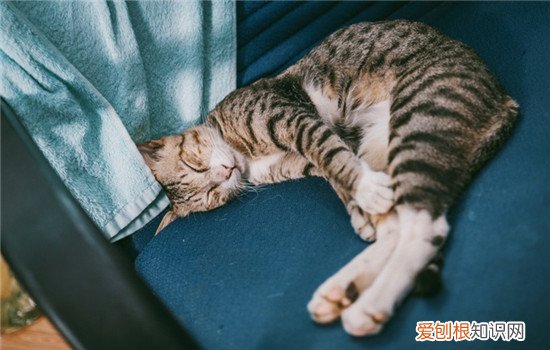 猫得关节炎能不能好,猫关节炎如何治疗,猫关节炎是怎么引起的，猫得关节炎是什么样