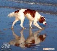 爱尔兰红白雪达犬训练注意什么，爱尔兰雪达犬和金毛