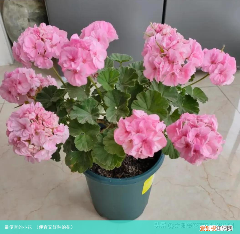 便宜又好种的花 最便宜的小花