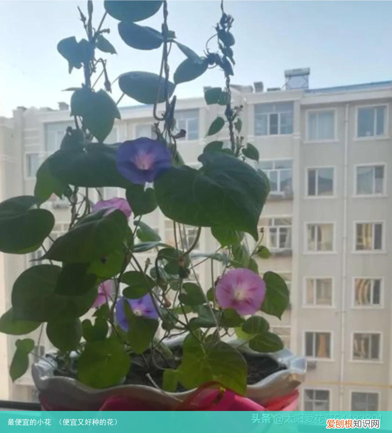 便宜又好种的花 最便宜的小花
