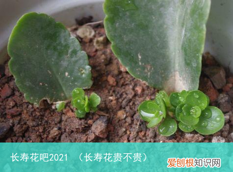 长寿花贵不贵 长寿花吧2021