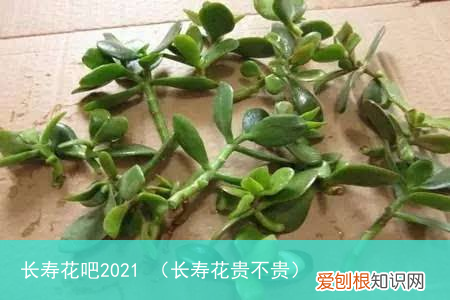长寿花贵不贵 长寿花吧2021