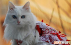 猫咪肉芽肿如何根治,猫咪肉芽肿怎么治疗，猫长了肉芽肿的危害