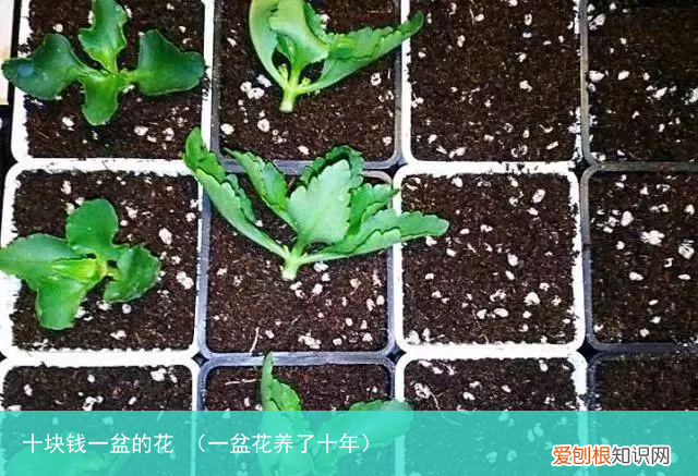 一盆花养了十年 十块钱一盆的花