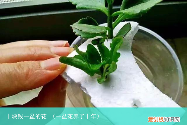 一盆花养了十年 十块钱一盆的花