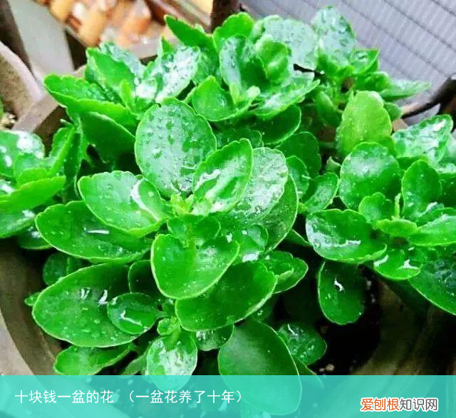 一盆花养了十年 十块钱一盆的花