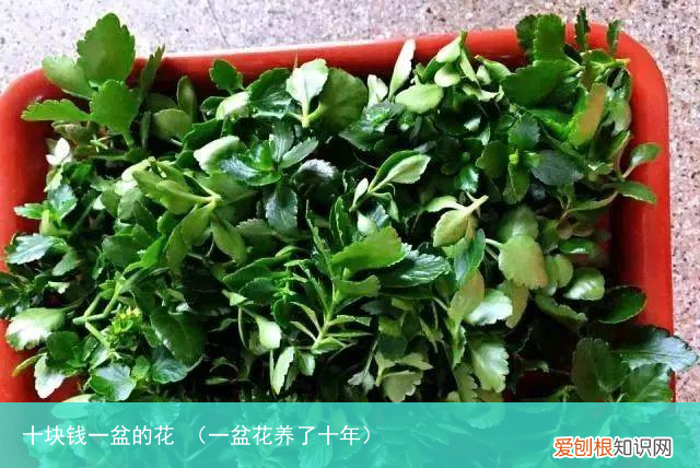 一盆花养了十年 十块钱一盆的花