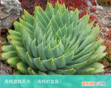高档的盆栽 高档盆栽花卉
