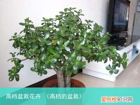 高档的盆栽 高档盆栽花卉