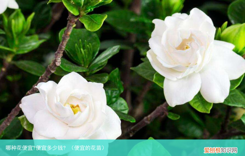 便宜的花苗 哪种花便宜?便宜多少钱?
