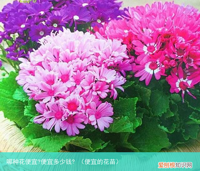 便宜的花苗 哪种花便宜?便宜多少钱?
