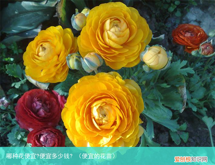 便宜的花苗 哪种花便宜?便宜多少钱?