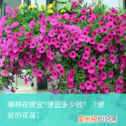 便宜的花苗 哪种花便宜?便宜多少钱?