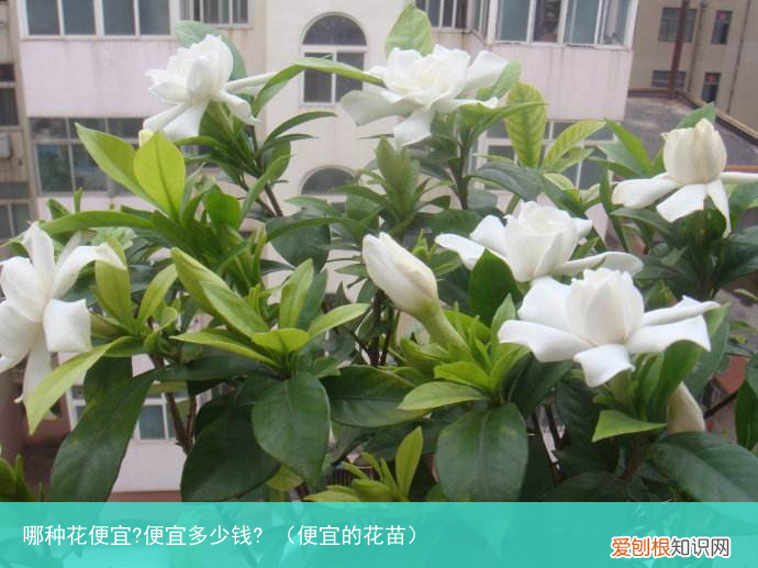便宜的花苗 哪种花便宜?便宜多少钱?