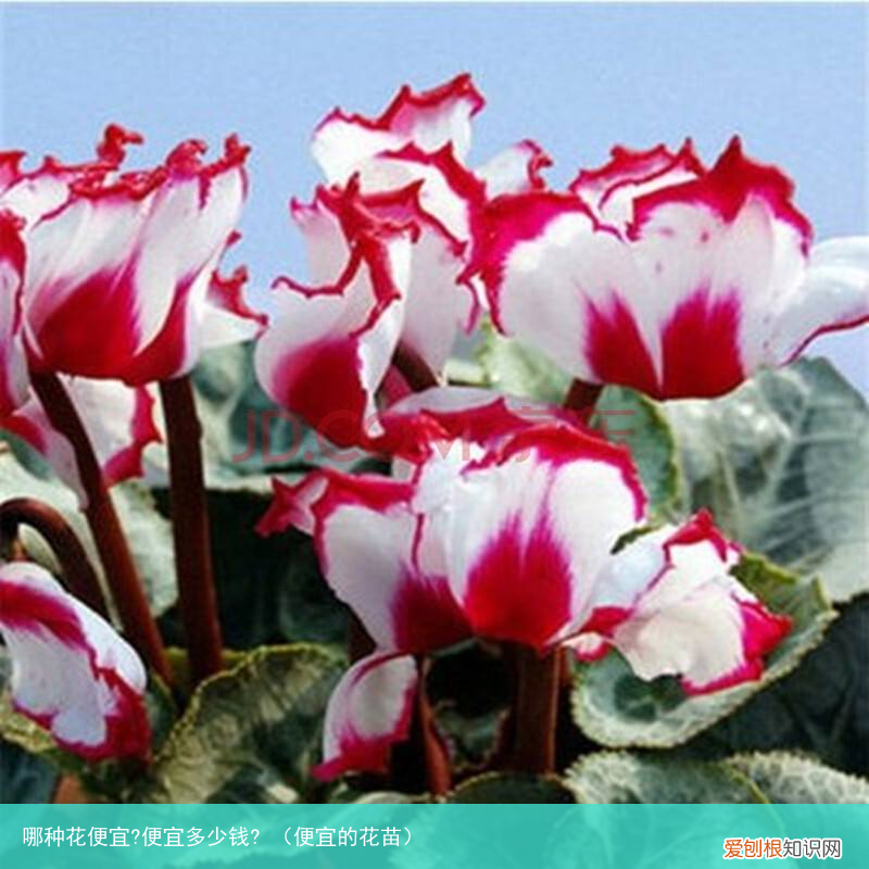 便宜的花苗 哪种花便宜?便宜多少钱?