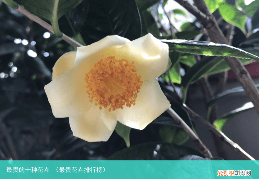 最贵花卉排行榜 最贵的十种花卉
