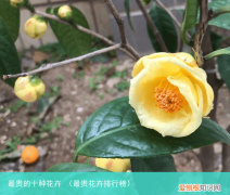 最贵花卉排行榜 最贵的十种花卉
