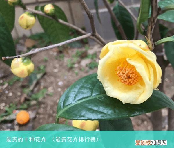 最贵花卉排行榜 最贵的十种花卉