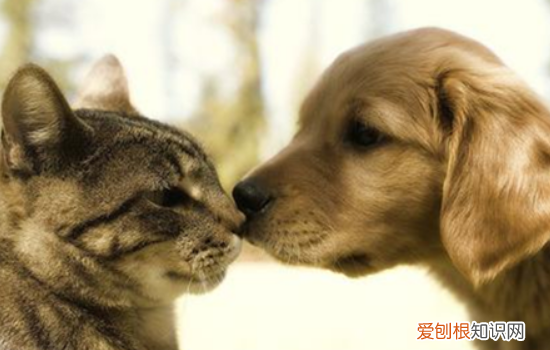 被猫狗咬伤后如何处理,被猫狗咬伤多久内打针有效,被猫狗咬伤必须要打针吗