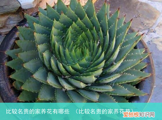 比较名贵的家养花草 比较名贵的家养花有哪些