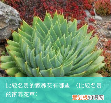 比较名贵的家养花草 比较名贵的家养花有哪些