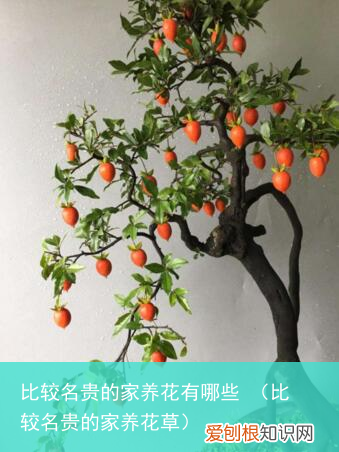 比较名贵的家养花草 比较名贵的家养花有哪些