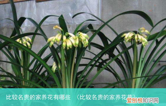比较名贵的家养花草 比较名贵的家养花有哪些