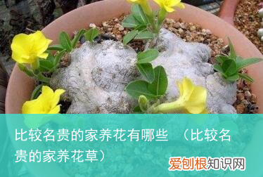 比较名贵的家养花草 比较名贵的家养花有哪些