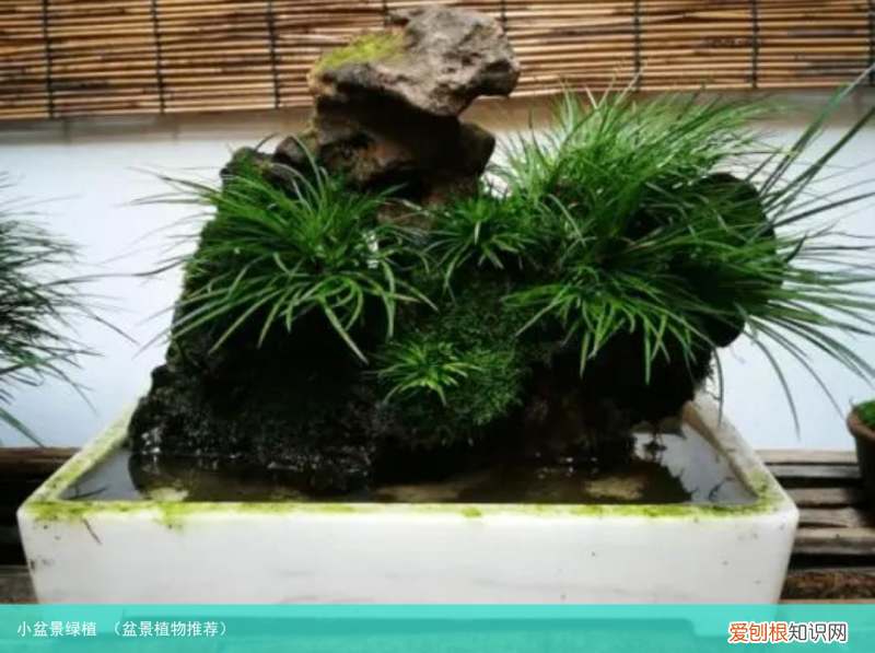 盆景植物推荐 小盆景绿植