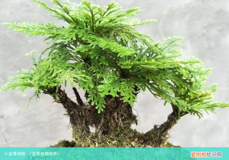 盆景植物推荐 小盆景绿植