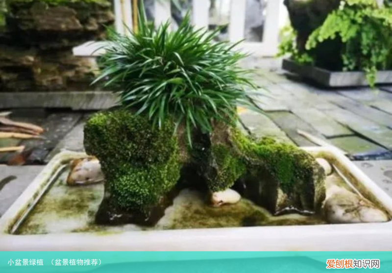 盆景植物推荐 小盆景绿植