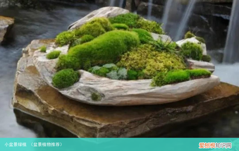 盆景植物推荐 小盆景绿植