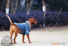 红骨猎浣熊犬什么时候训练好，红骨猎浣熊犬训练最佳时间，红骨猎浣熊犬小时候图片