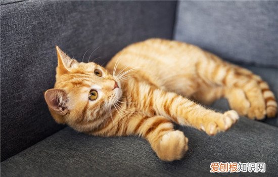 猫艾滋是什么,猫艾滋是猫瘟吗,猫艾滋会传染人吗，猫传染艾滋病病毒吗?