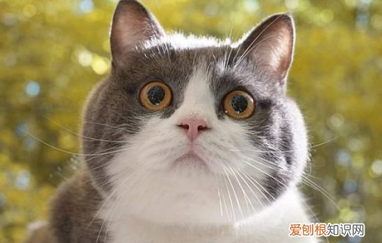 猫不拉屎的原因是什么,猫不拉屎怎么办,猫不拉屎只撒尿，猫不拉屎不拉尿是怎么回事